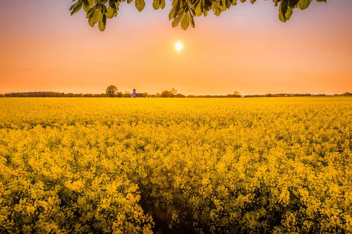 View over a field of yellow flowers with the sun shining in an orange sky.
