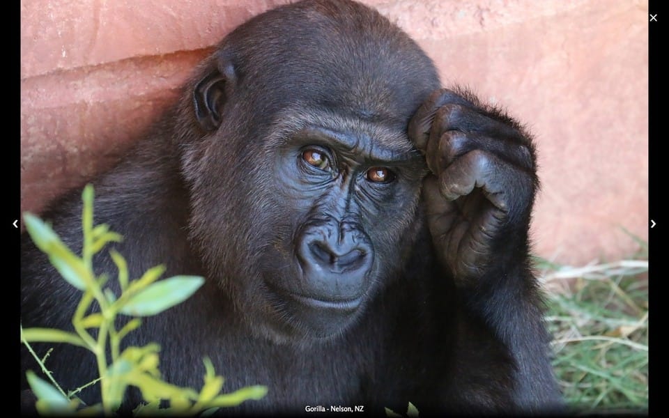 Screenshot of Apeture theme, A photo slider, with a picture of a gorilla looking into the camera